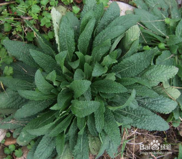 癞蛤蟆草（青蛙草）如何食用治疗咽喉肿痛？