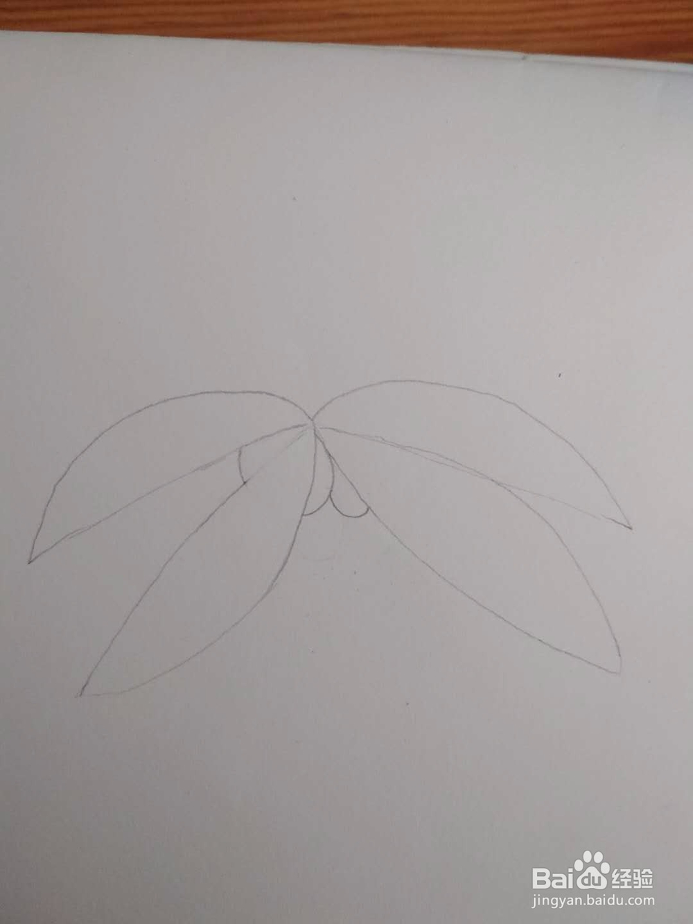 多妈简笔画植物一株椰子树