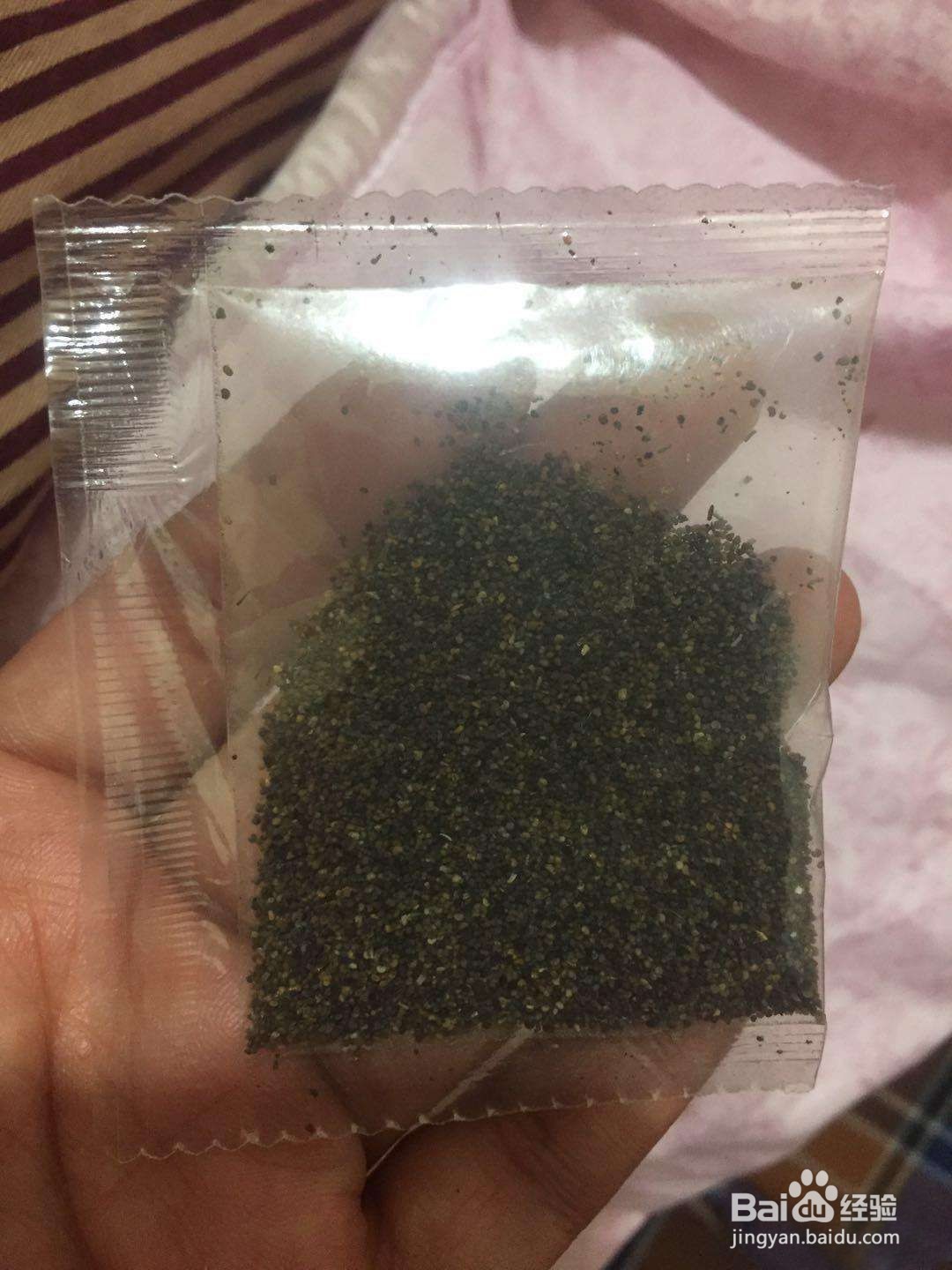 虞美人的种子收集
