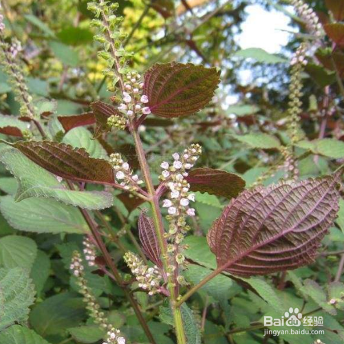 紫苏黄叶的原因和处理方法有哪些?