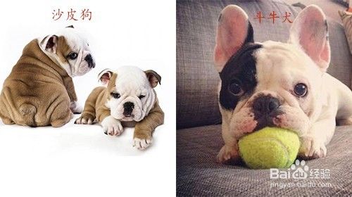 沙皮狗和斗牛犬的区别 百度经验 沙皮狗和斗牛犬的区别 百度经验