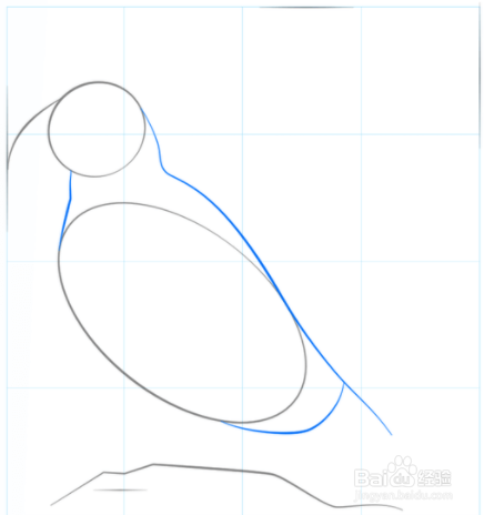如何绘制海雀