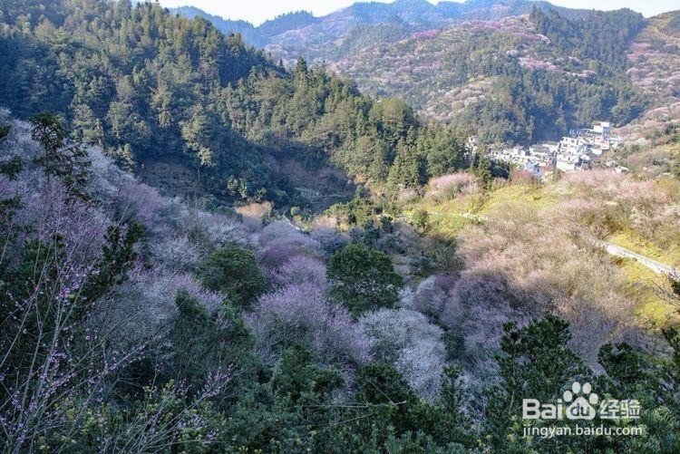 卖花渔村游玩攻略
