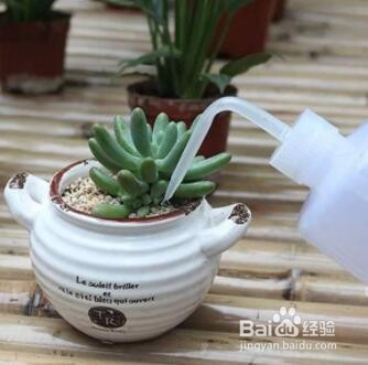 多肉植物冬天怎么养才能安全过冬?