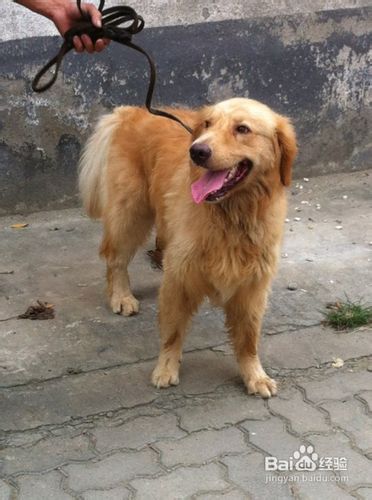 训练金毛犬时要注意声音以及语气方式