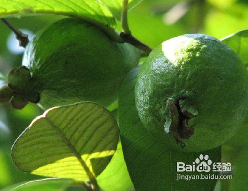 常吃水果去黄褐斑美白妙招