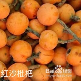 枇杷的分类与价值图解