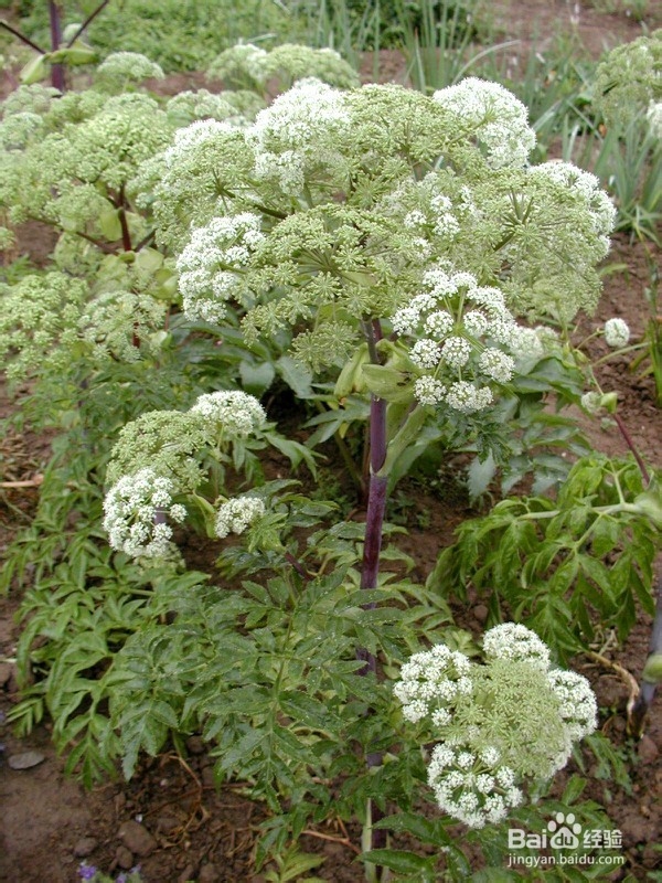 生活中常见中草药及其疗效(五)