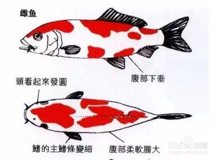 锦鲤鱼怎么分公母图片图片