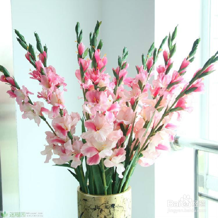 最全面的唐菖蒲养殖技巧大分享