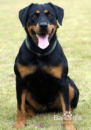 罗威纳犬价格罗威纳多少钱