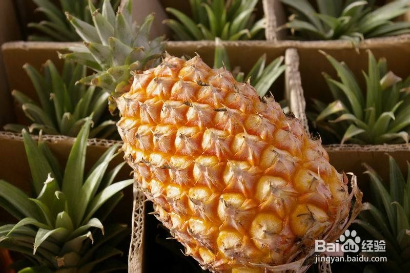 #水果#怎么样选购菠萝