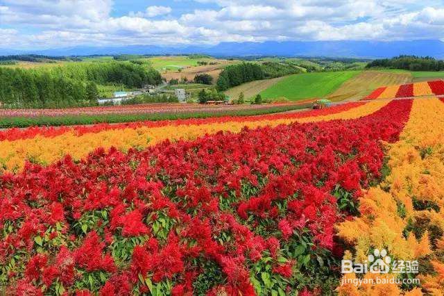 富良野美瑛一日游攻略