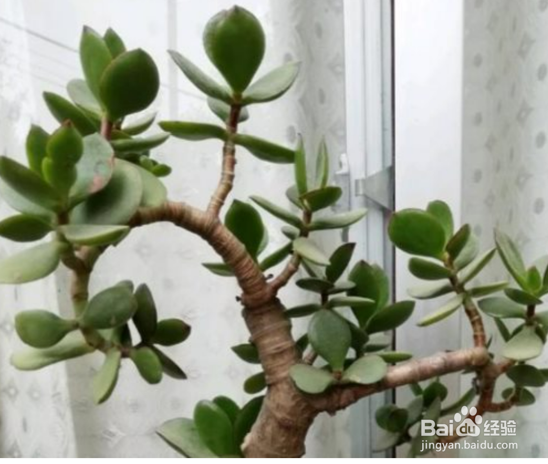 玉树夏天怎么养才能更旺盛