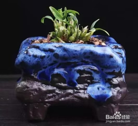 3种花“疾病”不喜欢，养1盆，一家老小身体好