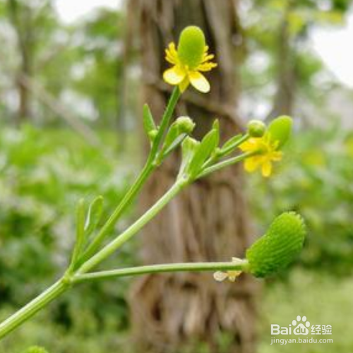 在家中该怎么养殖石龙芮?