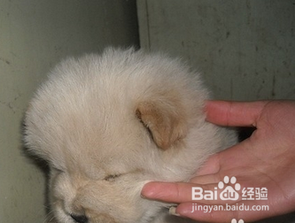 怎么喂虫给狗