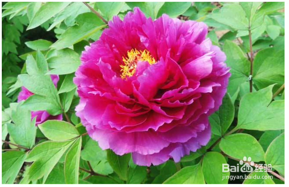 养牡丹花你需要知道哪些？