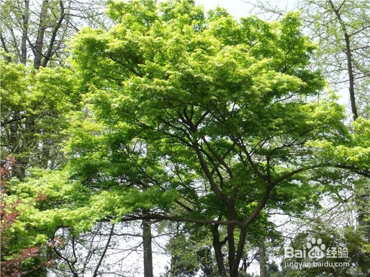 小区内一般适合种植哪些绿化树木