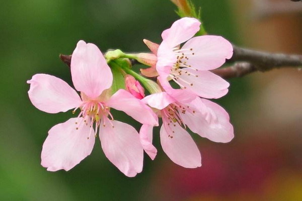 苏州樱花几月开