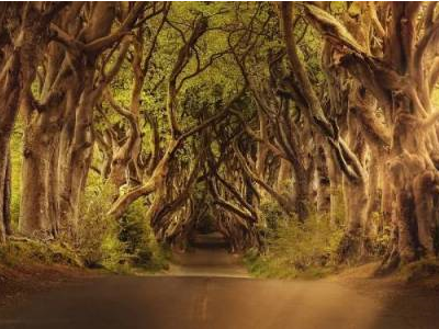 狼吃小兔刺猬救小兔看图写话