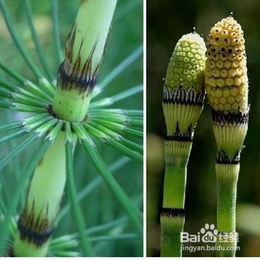 自然界十大活化石 你知道几个？