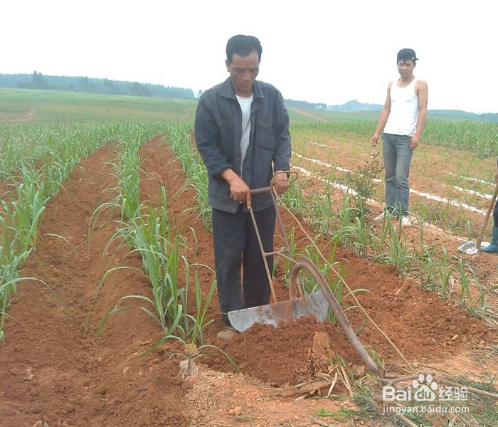如何种植甘蔗才可以增加甘蔗的产量