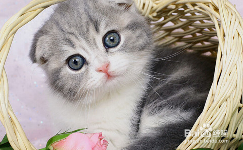 对于上班族来说是养猫好还是养狗好