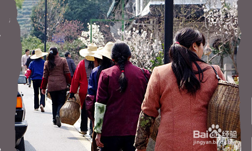 杭州龙井村旅游攻略