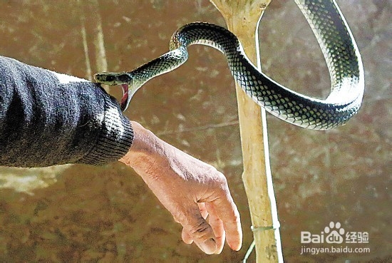 被蛇咬了怎么办? 自救小知识