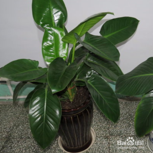 为什么家里养的金钻叶子外卷了？