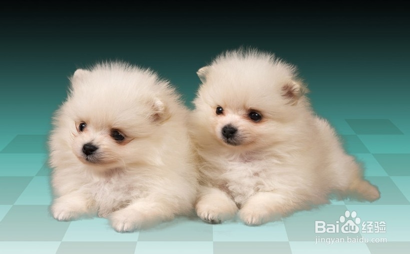 用调整边缘功能抠图：[3]抠图技巧