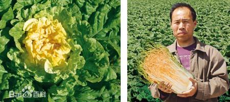 白菜种子怎么来的