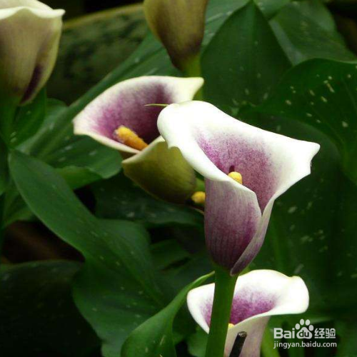 彩色马蹄莲该如何养殖？