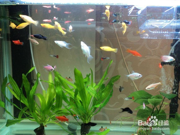 如何养好热带鱼