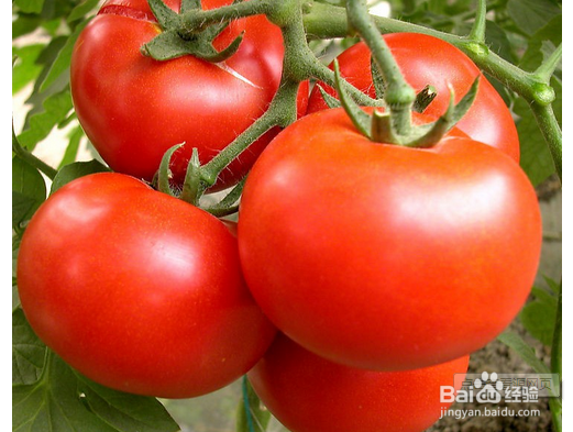 吃西红柿对男生有哪些好处
