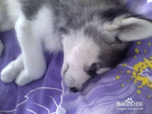 狂犬病的传播途径