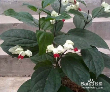 龙吐珠掉叶子怎么办