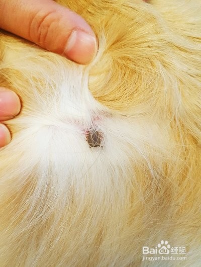 蜱虫是怎么来的