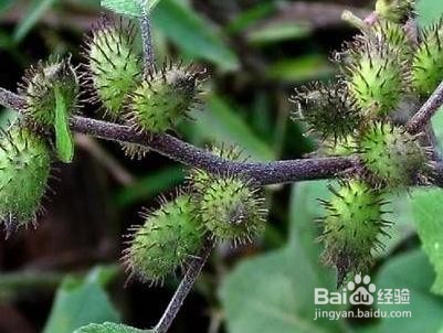 列举植物传播种子方法
