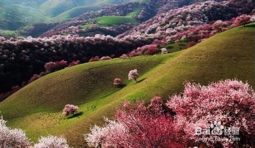 新疆旅游：[1]春天去哪儿