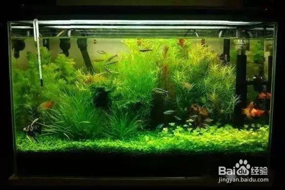 鱼缸长青苔怎么办?