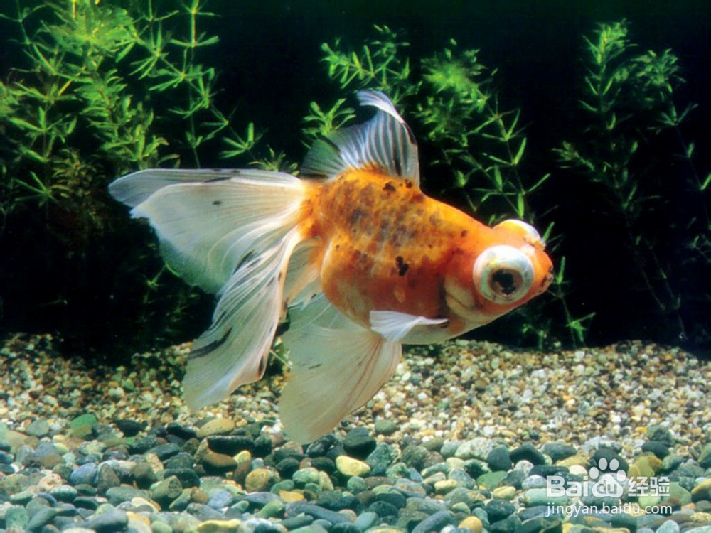 怎样轻松养金鱼