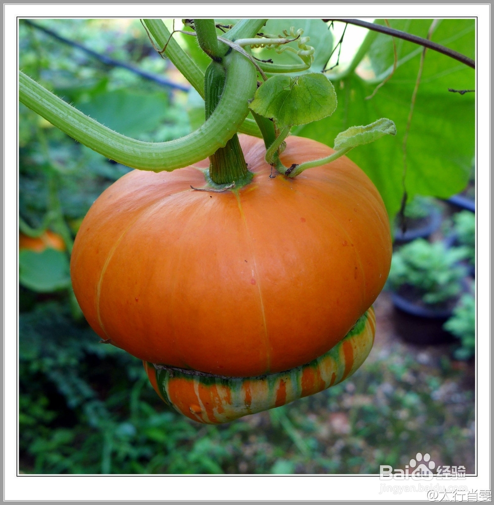 香炉瓜功效和作用详细介绍