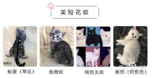 美短品种图解