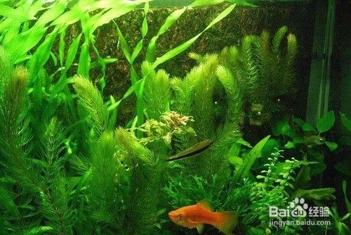 金鱼藻怎么养 百度经验