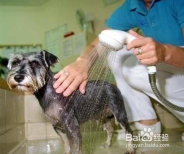 如何狗洗澡?狗狗洗澡中应哪些方面