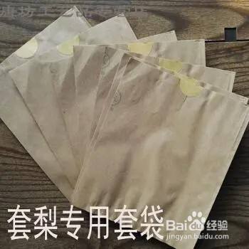 梨果怎么套袋?