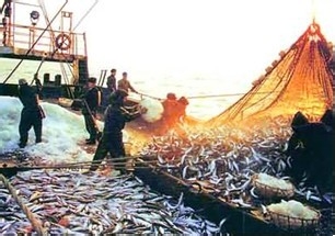 何时能买到新鲜的远洋海鲜