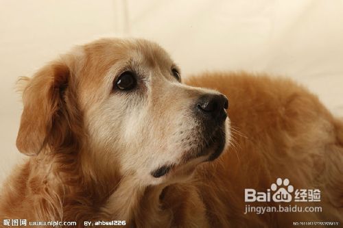 金毛犬再教育浅谈成年金毛狗的训练